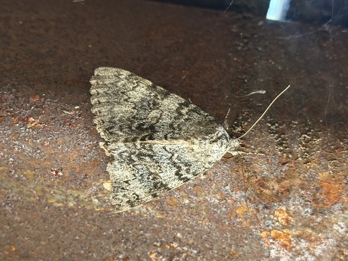 Semirelict Underwing Moth photo 6
