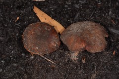 Neolentinus dactyloides