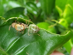 Oecophylla smaragdina