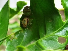 Oecophylla smaragdina
