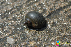 Pomacea