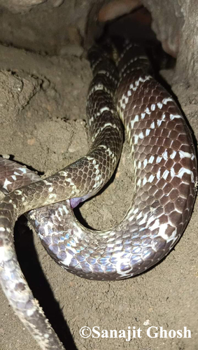 Common Krait