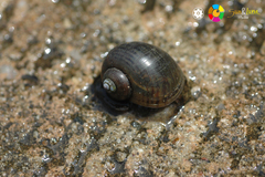 Pomacea