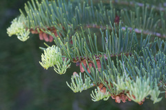 Abies magnifica
