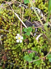 Fragaria hayatae