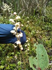 Pyrola morrisonensis