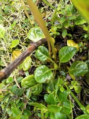 Pyrola morrisonensis