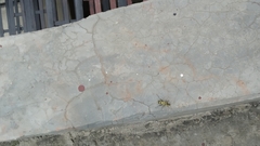 Chlorophorus annularis