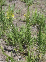 Oenothera rhombipetala