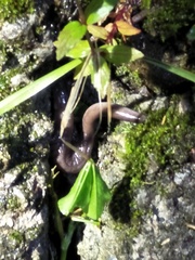 Hynobius arisanensis