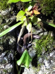 Hynobius arisanensis