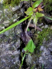 Hynobius arisanensis