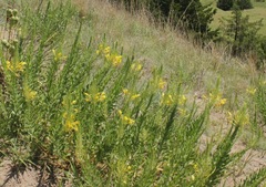 Oenothera rhombipetala