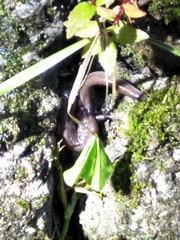 Hynobius arisanensis