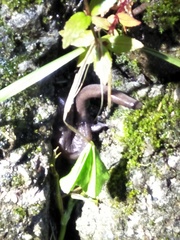 Hynobius arisanensis