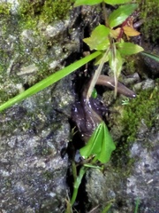 Hynobius arisanensis