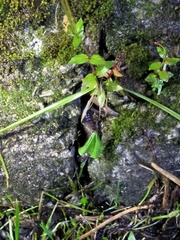 Hynobius arisanensis