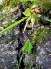 Hynobius arisanensis