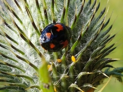Harmonia axyridis