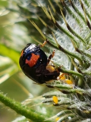 Harmonia axyridis