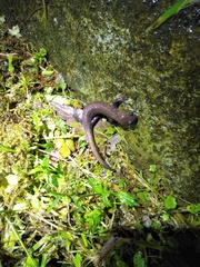 Hynobius arisanensis