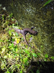 Hynobius arisanensis