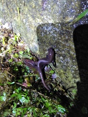 Hynobius arisanensis