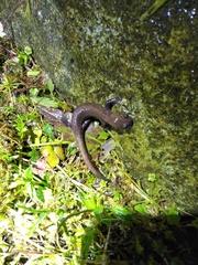 Hynobius arisanensis