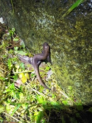 Hynobius arisanensis