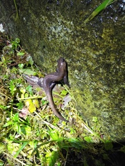 Hynobius arisanensis