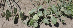Asclepias arenaria