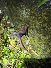 Hynobius arisanensis