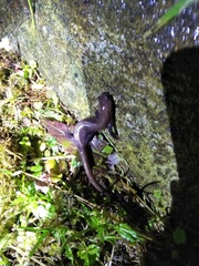 Hynobius arisanensis