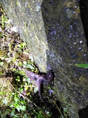 Hynobius arisanensis