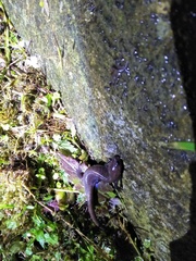 Hynobius arisanensis