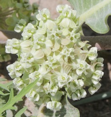 Asclepias arenaria