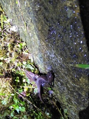 Hynobius arisanensis