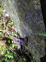 Hynobius arisanensis