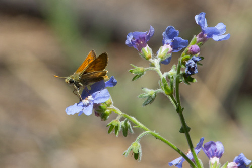 Sonoran Skipper photo 3