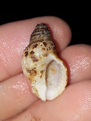 Agnewia tritoniformis