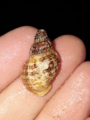 Agnewia tritoniformis