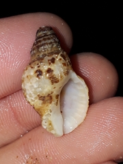 Agnewia tritoniformis