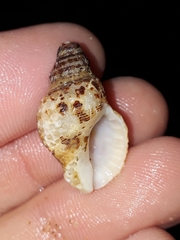 Agnewia tritoniformis