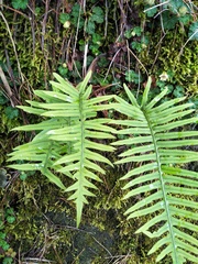 Polypodiodes amoena