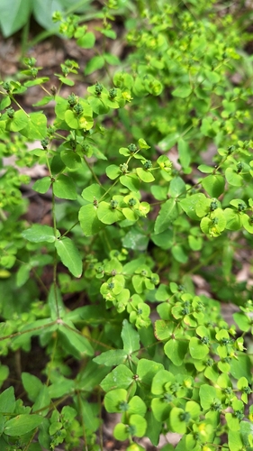 Image of Euphorbia stricta by (c) Violetta Dzizyurova, some rights reserved (CC BY)