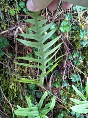 Polypodiodes amoena