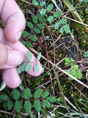 Astragalus nokoensis