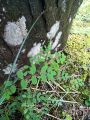 Astragalus nokoensis