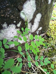 Astragalus nokoensis