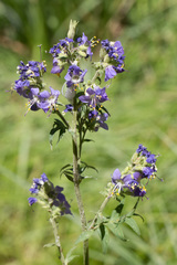 Polemonium occidentale